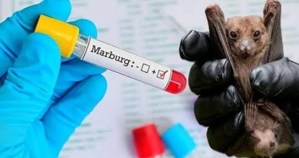 ማርበርግ ቫይረስ፡ የሟቾች ቁጥር ስምንት ደረሰ